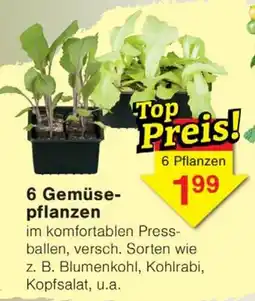 Wiglo Wunderland 6 Gemüsepflanzen Angebot