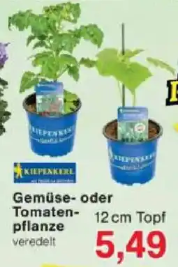Jawoll Gemüse- oder Tomatenpflanze Angebot