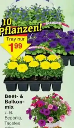 Jawoll Beet- & Balkonmix Angebot