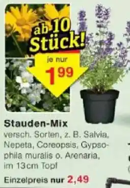 Jawoll Stauden-Mix Angebot