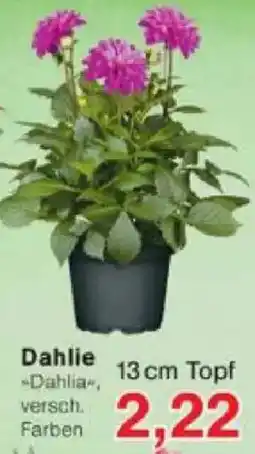 Jawoll Dahlie Angebot