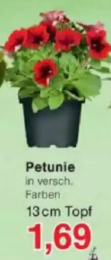 Jawoll Petunie Angebot