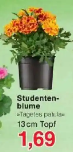 Jawoll Studentenblume Angebot