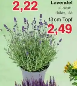 Jawoll Lavendel Angebot
