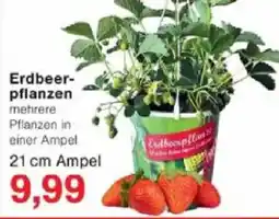 Jawoll Erdbeerpflanzen Angebot