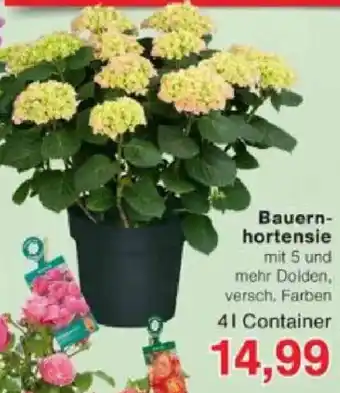 Jawoll Bauernhortensie Angebot