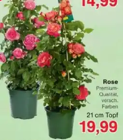 Jawoll Rose Angebot
