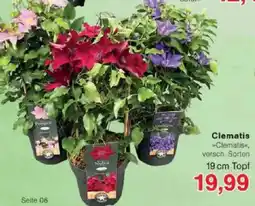 Jawoll Clematis Angebot