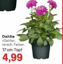 Jawoll Dahlie Angebot