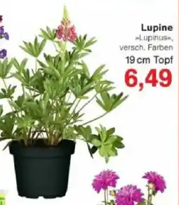 Jawoll Lupine Angebot