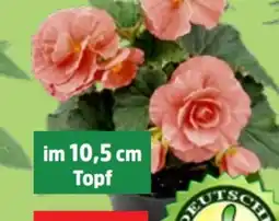Thomas Philipps Knollenbegonien Angebot