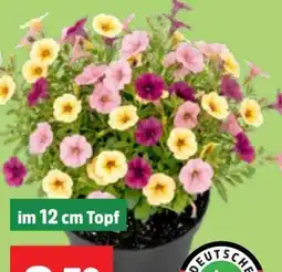 Thomas Philipps Petunien Angebot
