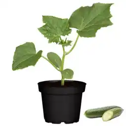 toom Baumarkt Gurken Pflanzen Angebot