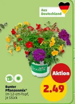 PENNY Bunter Pflanzenmix Angebot