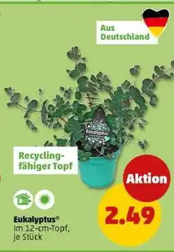 PENNY Eukalyptus Angebot