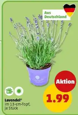 PENNY Lavendel Angebot