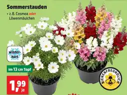 Thomas Philipps Cosmea Angebot