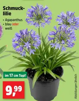 Thomas Philipps Schmucklilie agapanthus blau Angebot