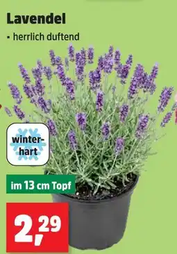 Thomas Philipps Lavendel Angebot