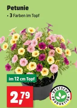 Thomas Philipps Petunie Angebot