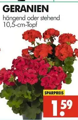 Wreesmann Geranien Angebot