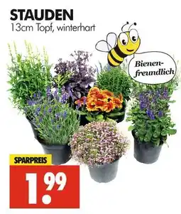 Wreesmann Stauden Angebot