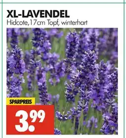 Wreesmann Xl-lavendel Angebot