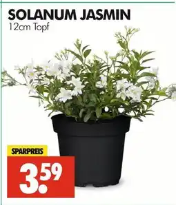 Wreesmann Solanum jasmin Angebot