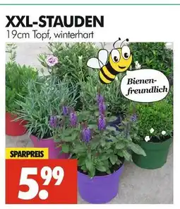 Wreesmann Xxl-stauden Angebot