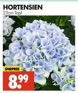 Wreesmann Hortensien Angebot