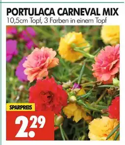 Wreesmann Portulaca carnaval mix Angebot