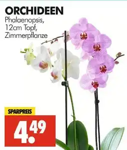 Wreesmann Orchideen phalaenopsis Angebot