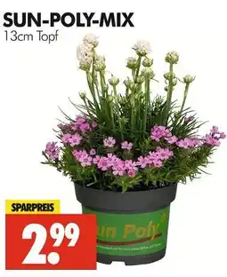 Wreesmann Sun-poly-mix Angebot