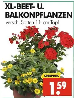 Wreesmann Xl-beet- und balkonpflanzen Angebot