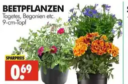 Wreesmann Beetpflanzen Angebot