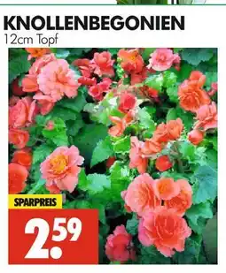 Wreesmann Knollenbegonien Angebot
