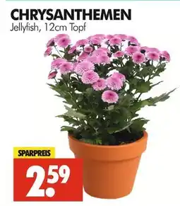 Wreesmann Chrysanthemen jellyfish Angebot