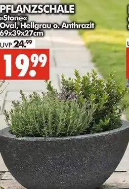 Wreesmann Pflanzschale stone Angebot