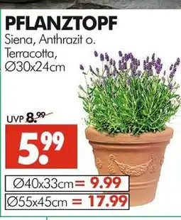 Wreesmann Pflanztopf siena, anthrazit oder terracotta Angebot