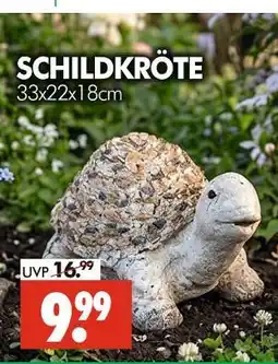 Wreesmann Schildkröte Angebot