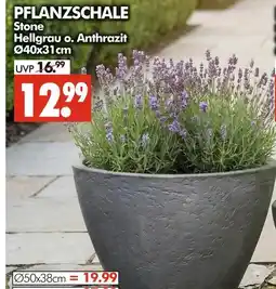 Wreesmann Pflanzschale stone hellgrau o. anthrazit Angebot