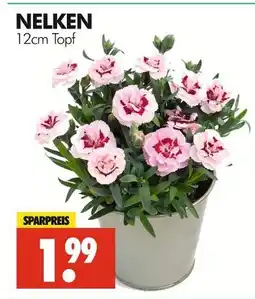 Wreesmann Nelken Angebot