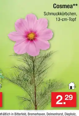 Zimmermann Cosmea Angebot