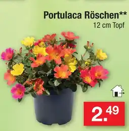 Zimmermann Portulaca röschen Angebot