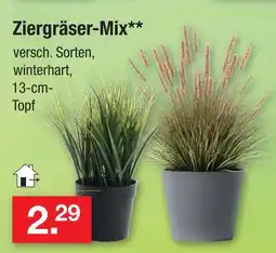 Zimmermann Ziergräser-mix Angebot