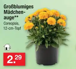 Zimmermann Großblumiges mädchenauge Angebot