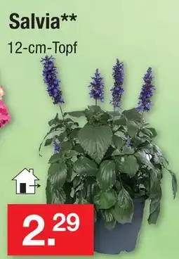 Zimmermann Salvia Angebot