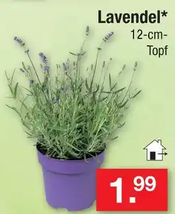 Zimmermann Lavendel Angebot