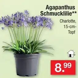 Zimmermann Agapanthus schmucklilie Angebot