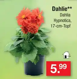 Zimmermann Dahlie hypnotica Angebot